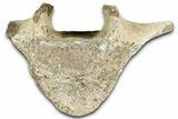 Fossil Whale Thoracic Vertebra - Yorktown Formation #362086-2
